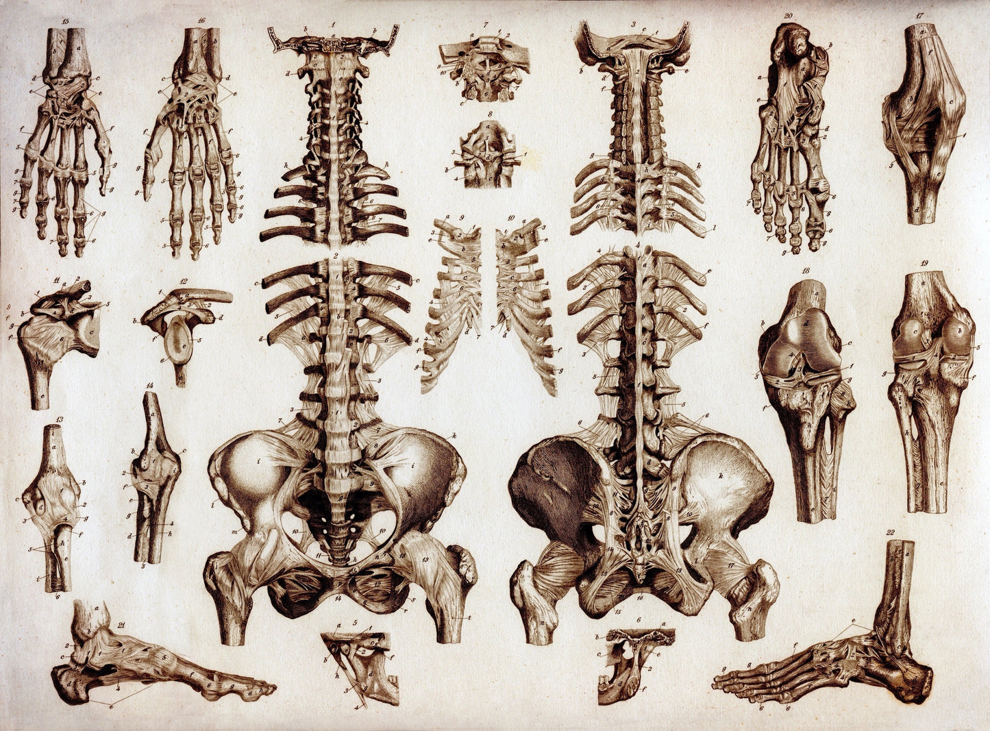 Osteology Bones Print – antique art print from Ninska Designs