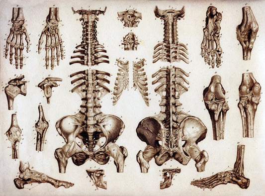 Osteology Bones Print – antique art print from Ninska Designs
