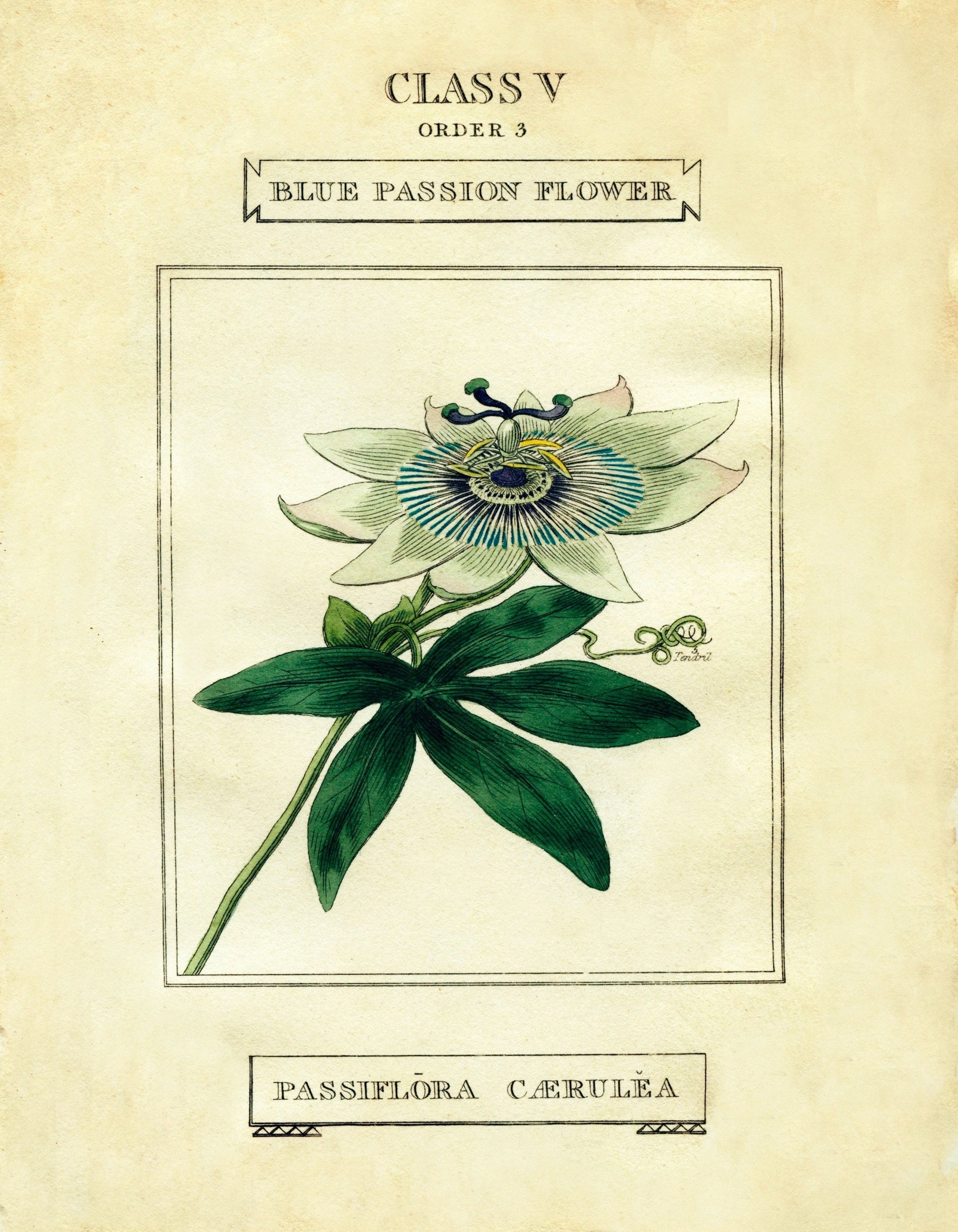 Passion Flower Print – antique art print from Ninska Designs