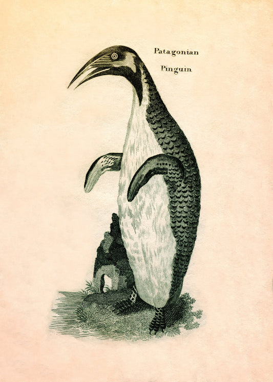 Patagonian Pinguin Print – antique art print from Ninska Designs