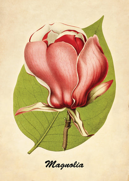 Magnolia Print – antique art print from Ninska Designs