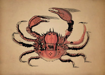 Crab Print – antique art print from Ninska Designs