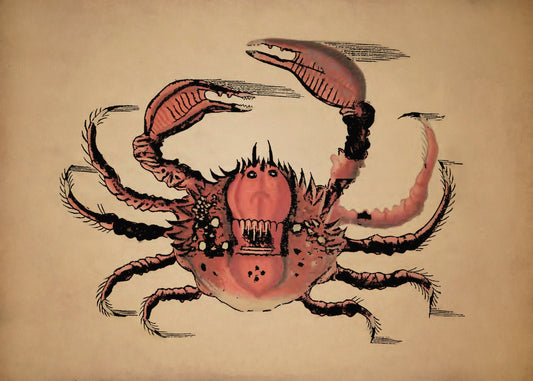 Crab Print – antique art print from Ninska Designs