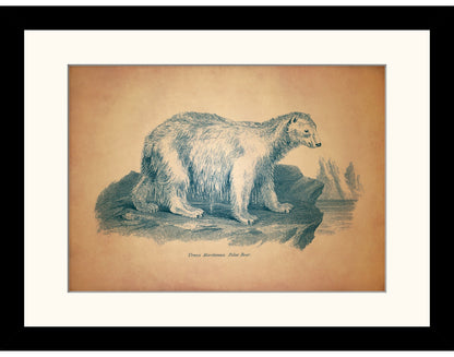 Polar Bear Print