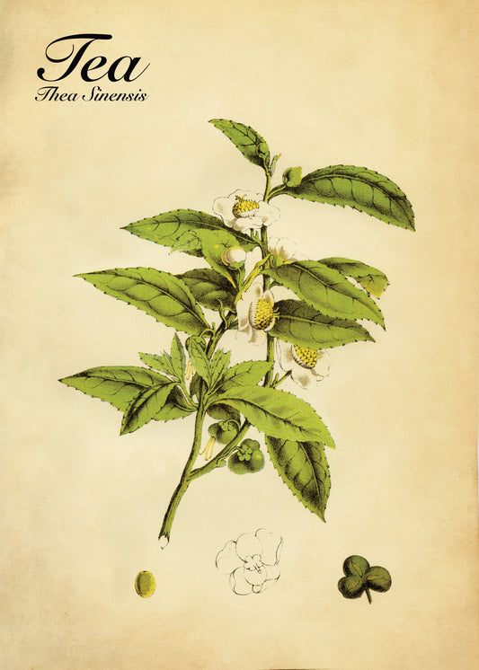 Tea (Thea Sinensis) Print – antique art print from Ninska Designs