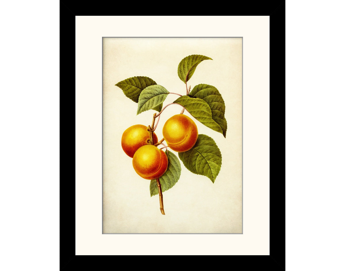 Apricots Print