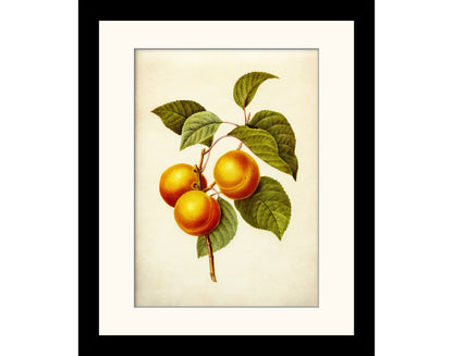 Apricots Print