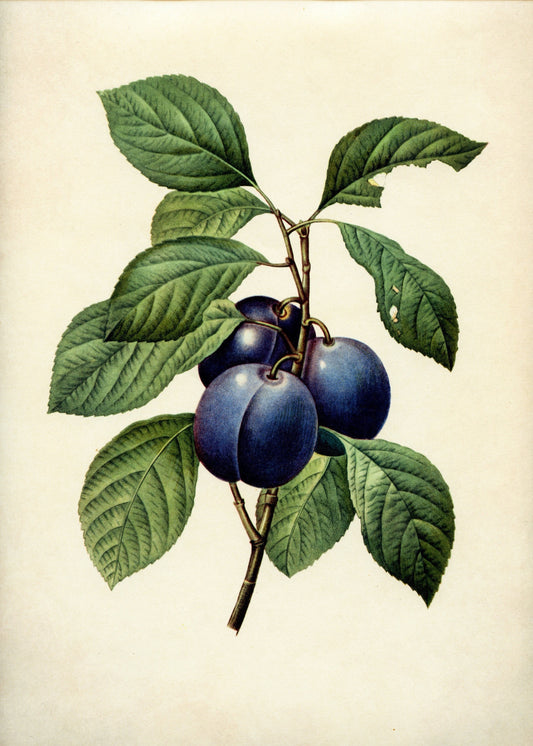 Plums Print – antique art print from Ninska Designs