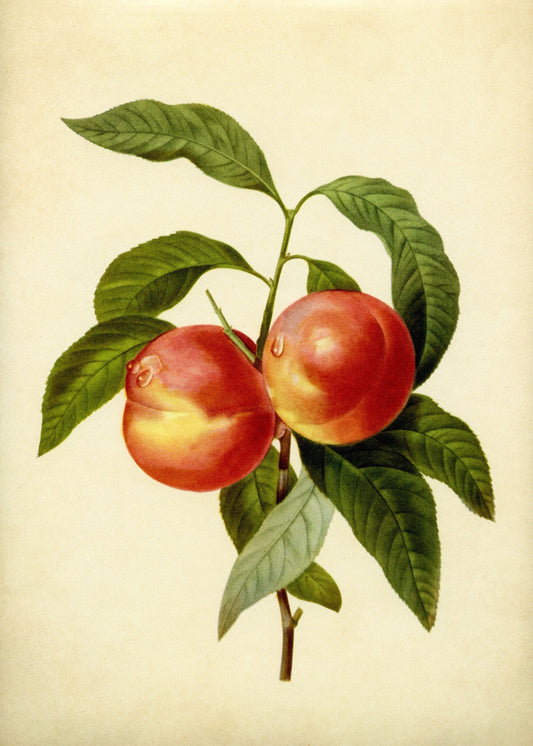 Nectarines Print – antique art print from Ninska Designs