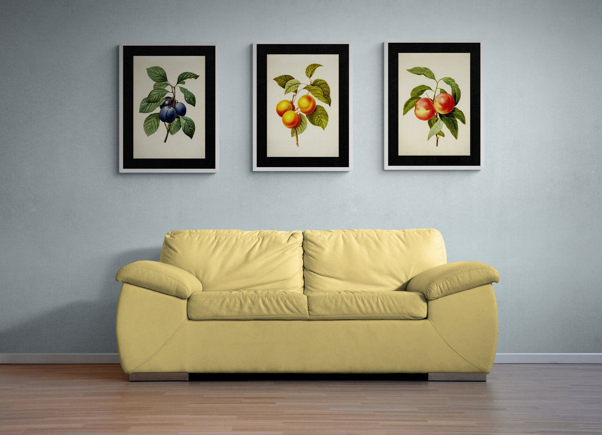 Apricots Print