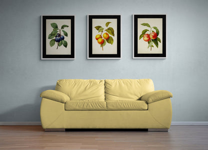 Apricots Print
