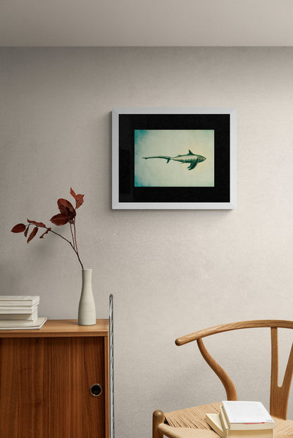 Long Tailed Shark Print