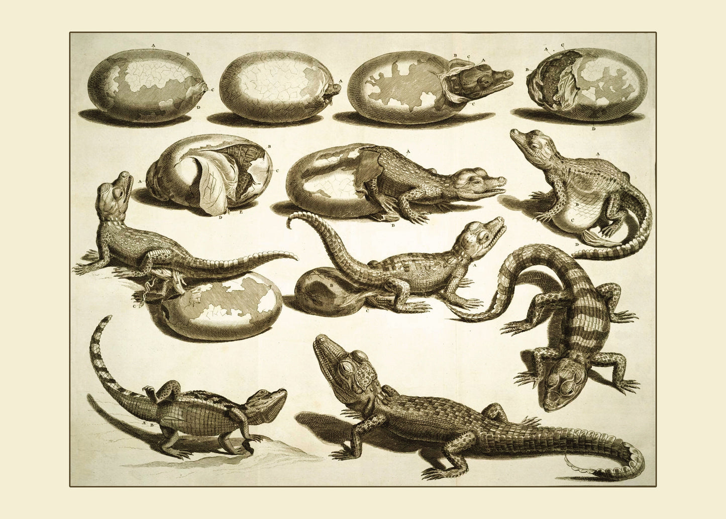 Hatching Crocodile or Alligator Print – antique art print from Ninska Designs