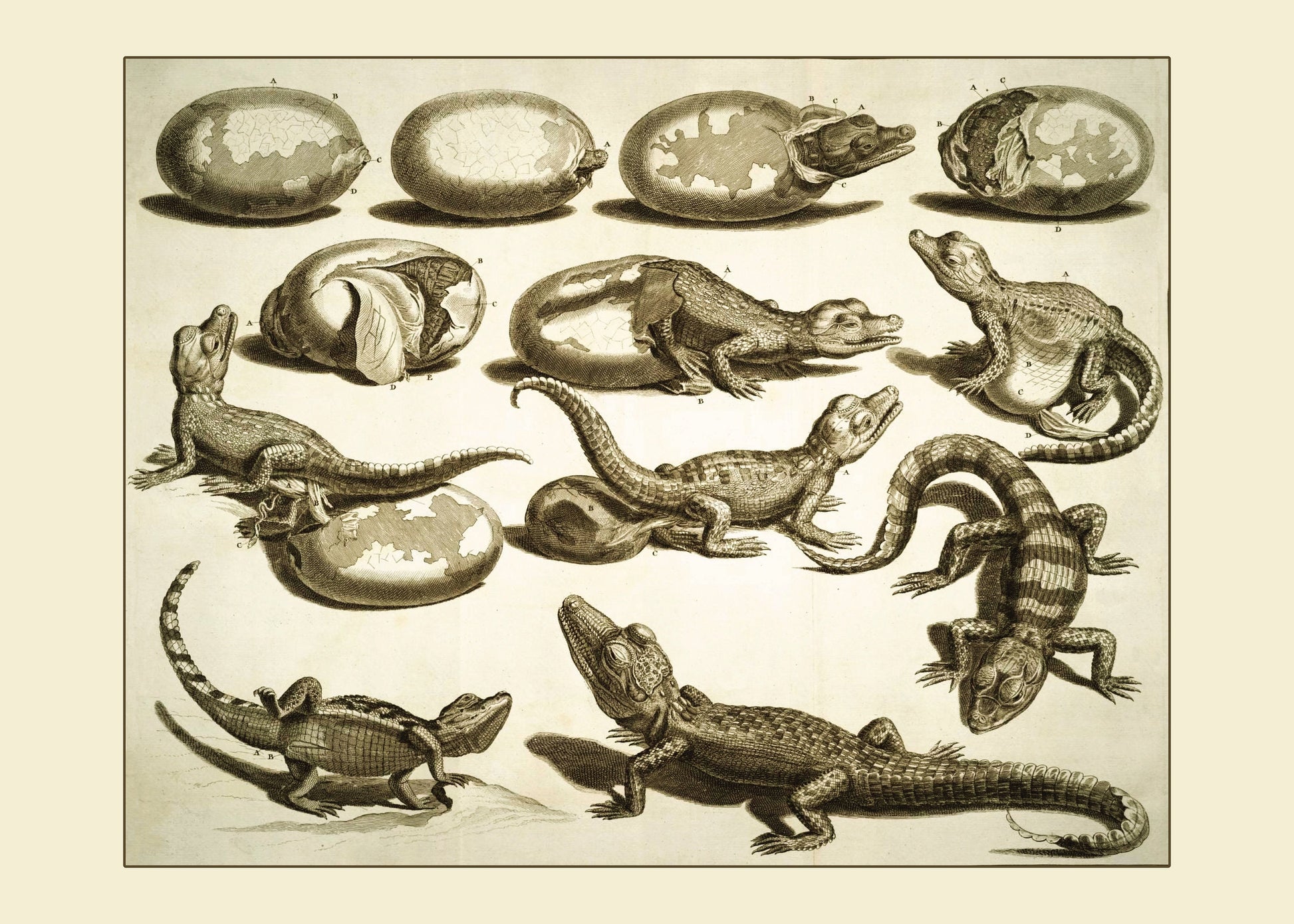 Hatching Crocodile or Alligator Print – antique art print from Ninska Designs