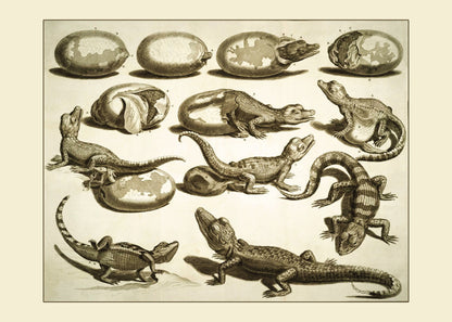 Hatching Crocodile or Alligator Print – antique art print from Ninska Designs