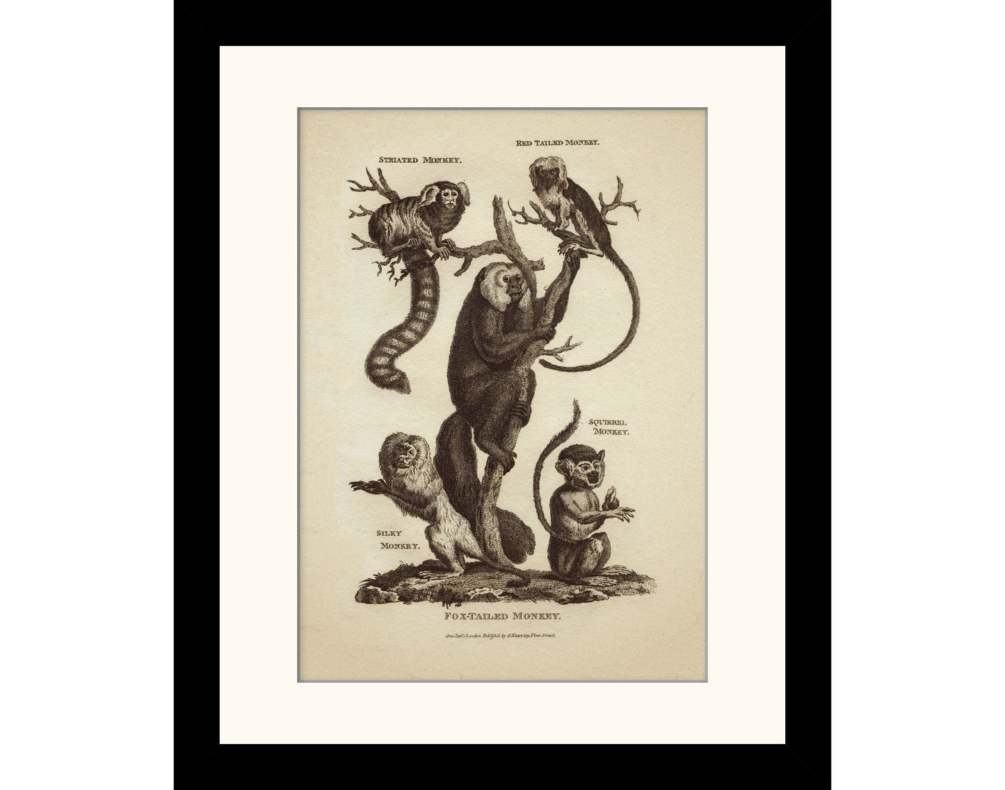 Monkeys Print