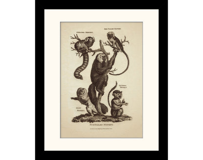 Monkeys Print