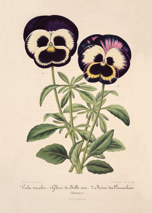 Pansy Print – antique art print from Ninska Designs