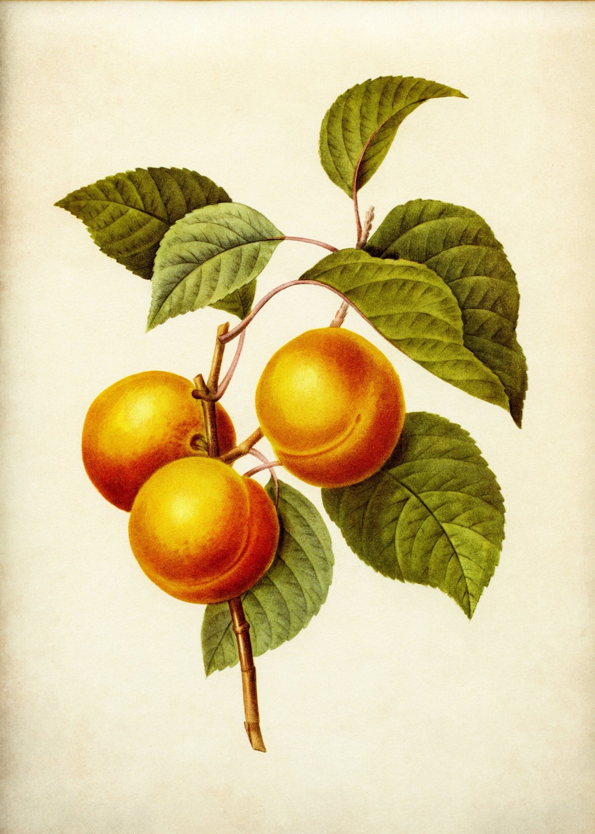 Apricots Print ‚Äì antique art print from Ninska Designs