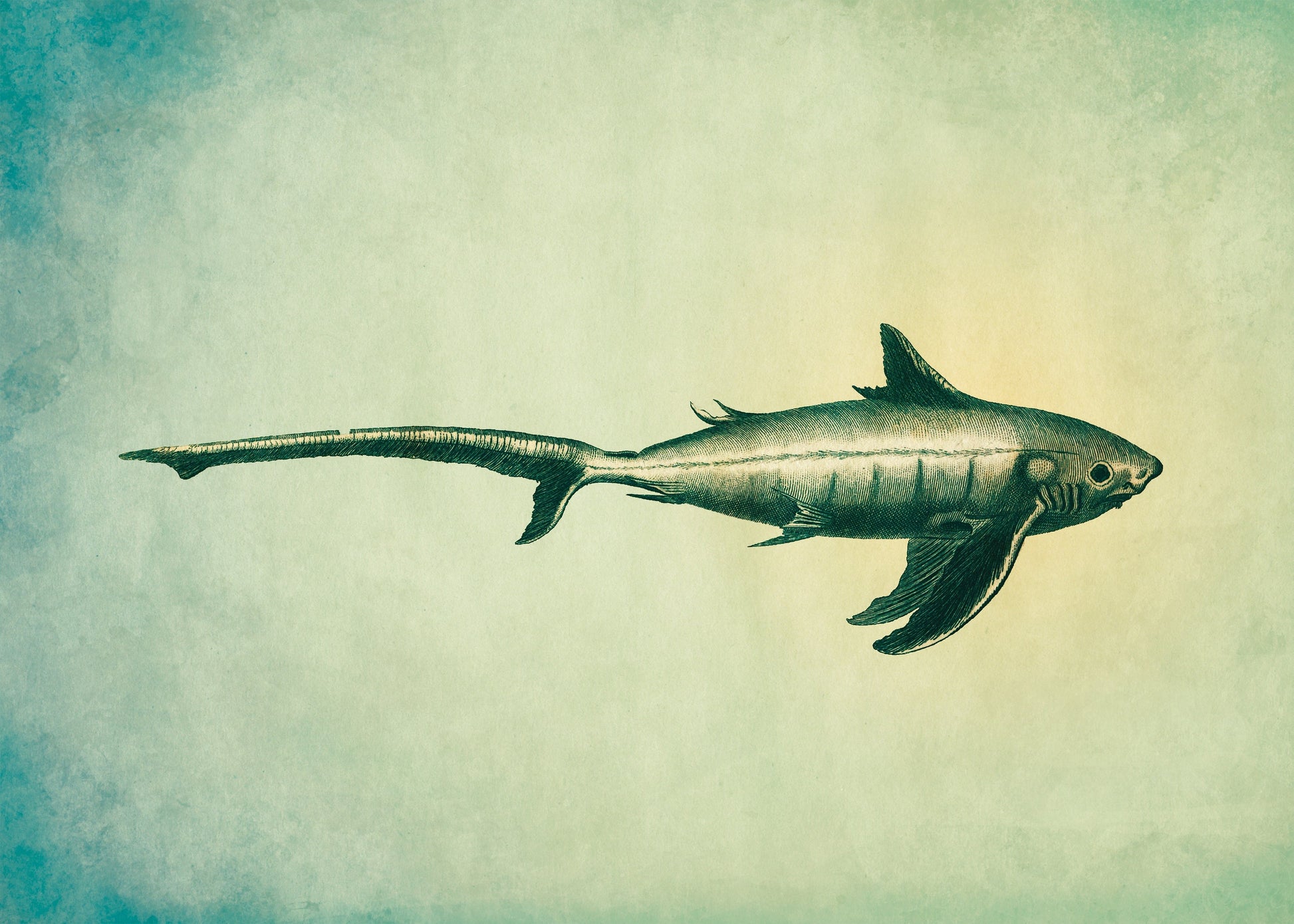 Long Tailed Shark Print – antique art print from Ninska Designs