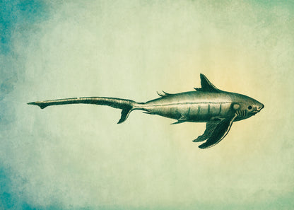 Long Tailed Shark Print – antique art print from Ninska Designs
