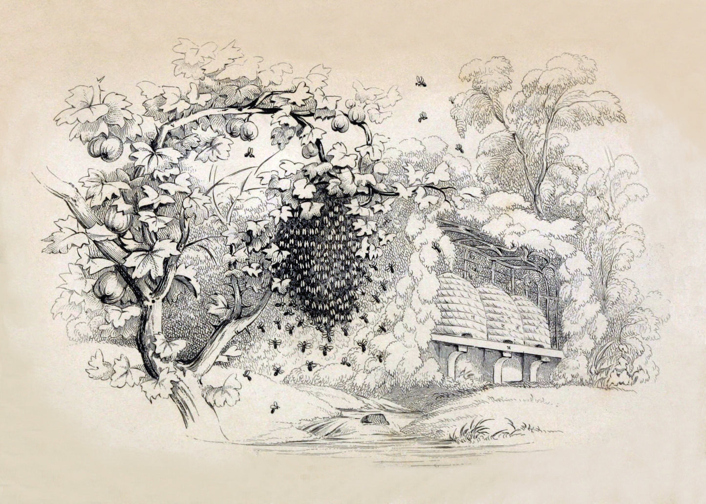 Swarming Bees Print – antique art print from Ninska Designs