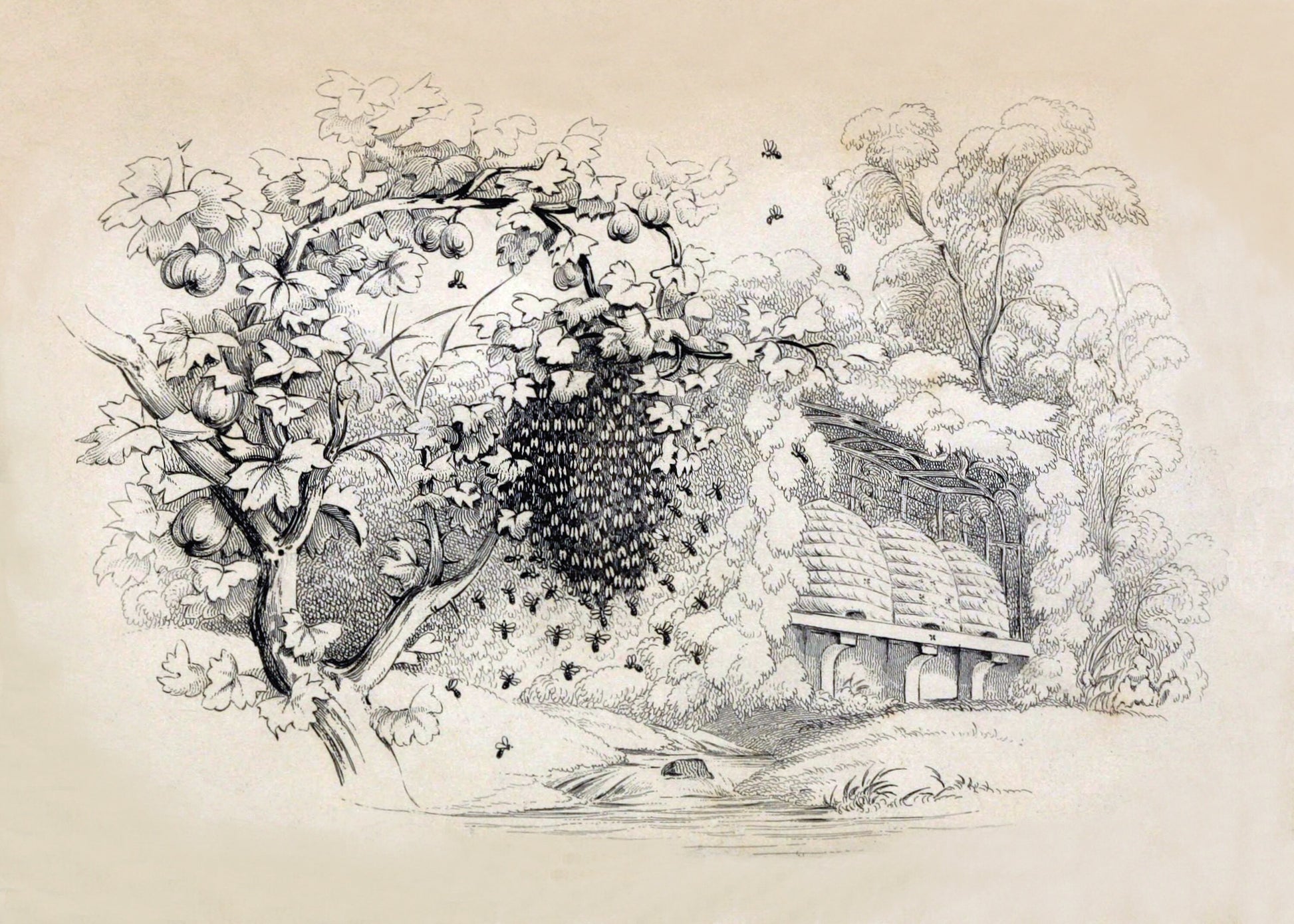 Swarming Bees Print – antique art print from Ninska Designs