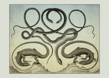 Albertus Seba Print – antique art print from Ninska Designs