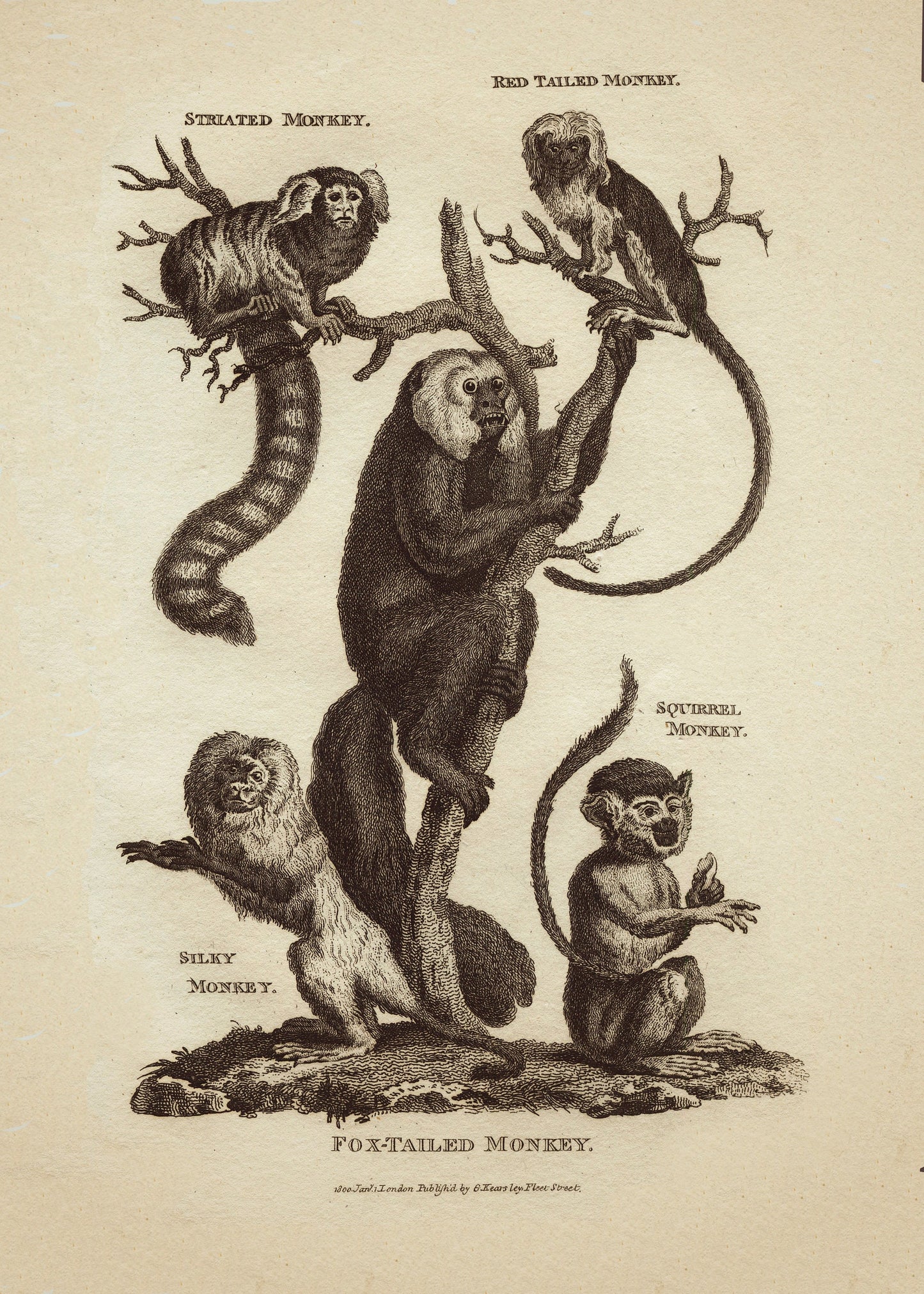 Monkeys Print – antique art print from Ninska Designs