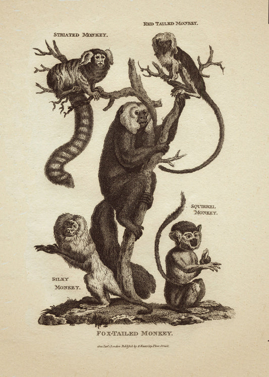 Monkeys Print – antique art print from Ninska Designs