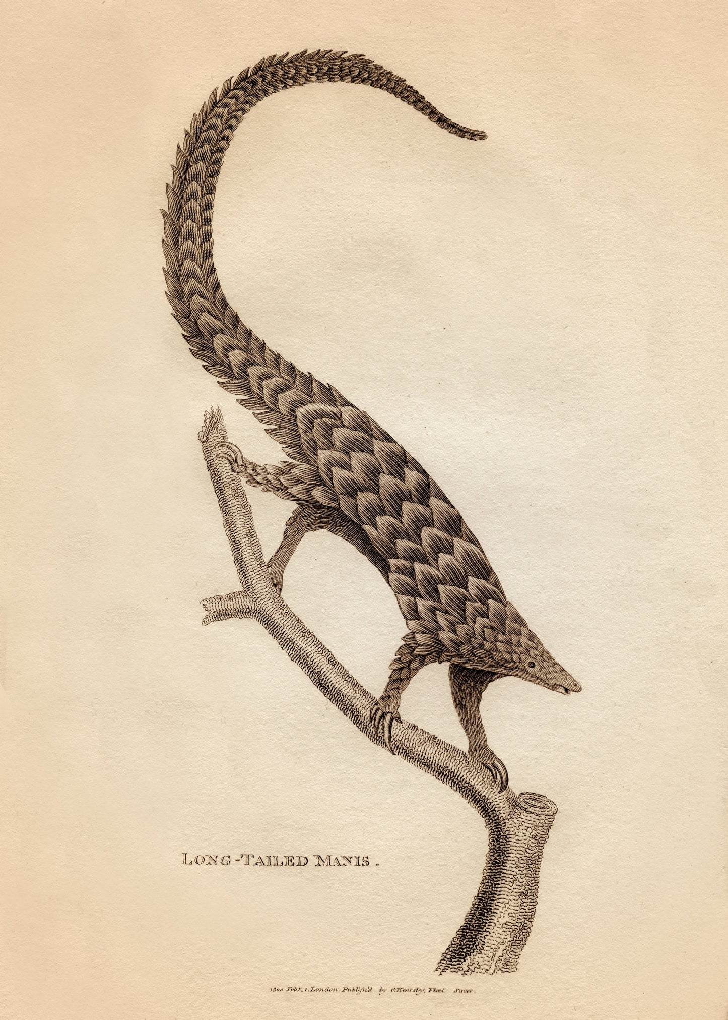 Long – antique art print from Ninska Designs