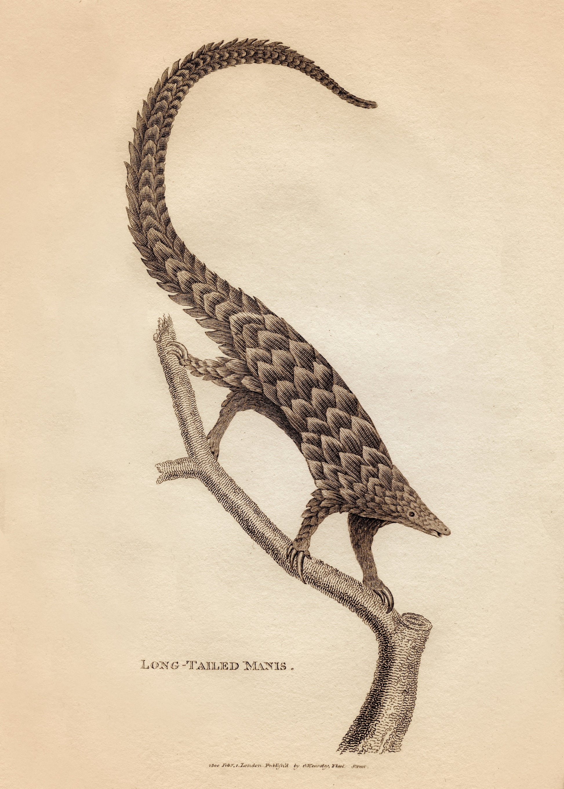 Long – antique art print from Ninska Designs