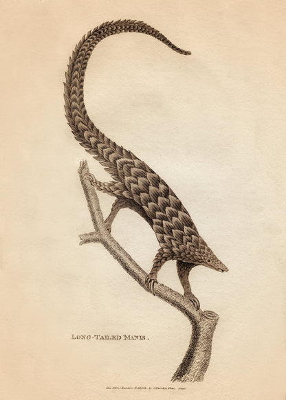 Long – antique art print from Ninska Designs