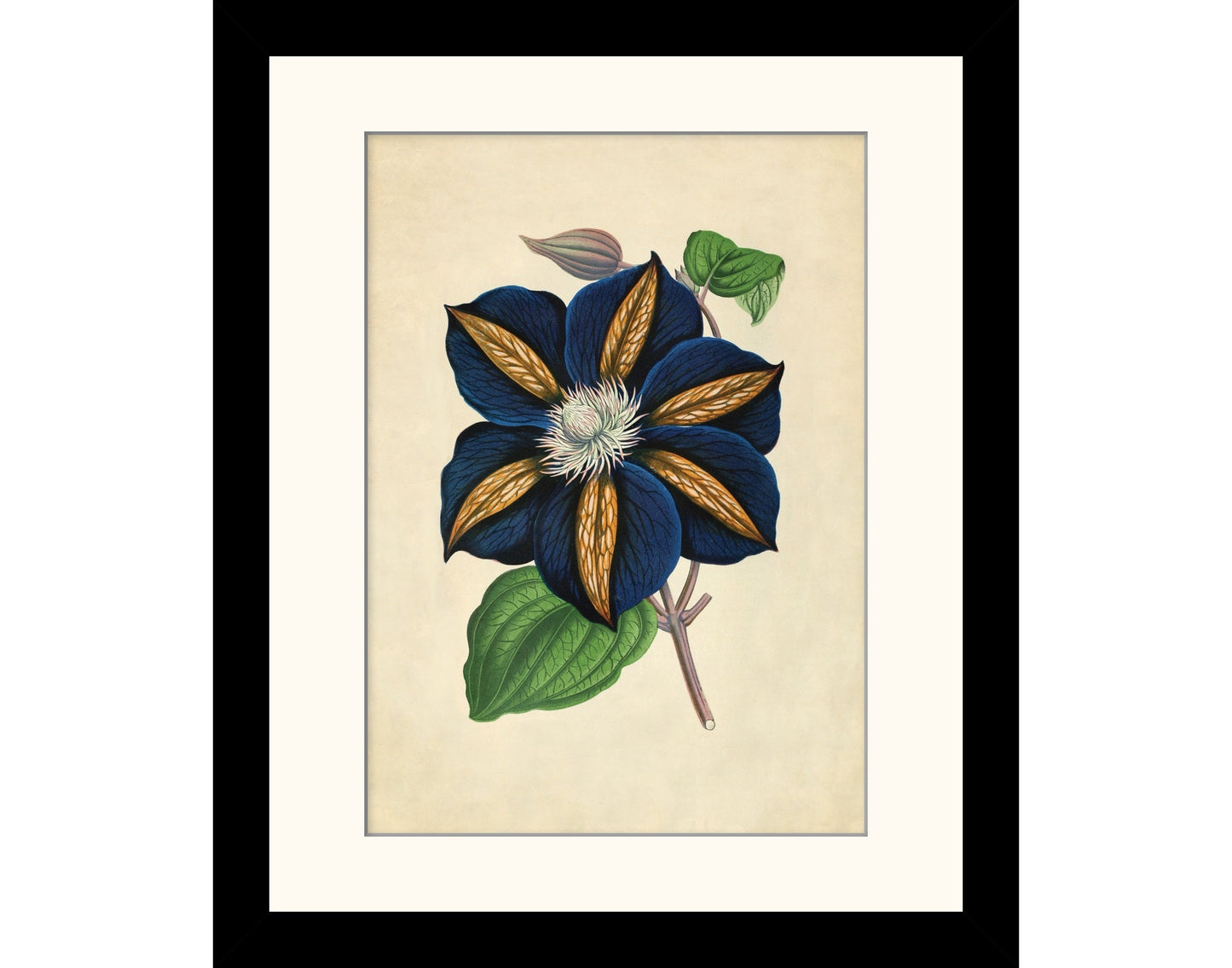 Clematis