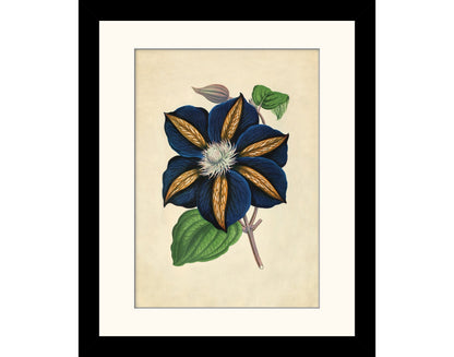 Clematis