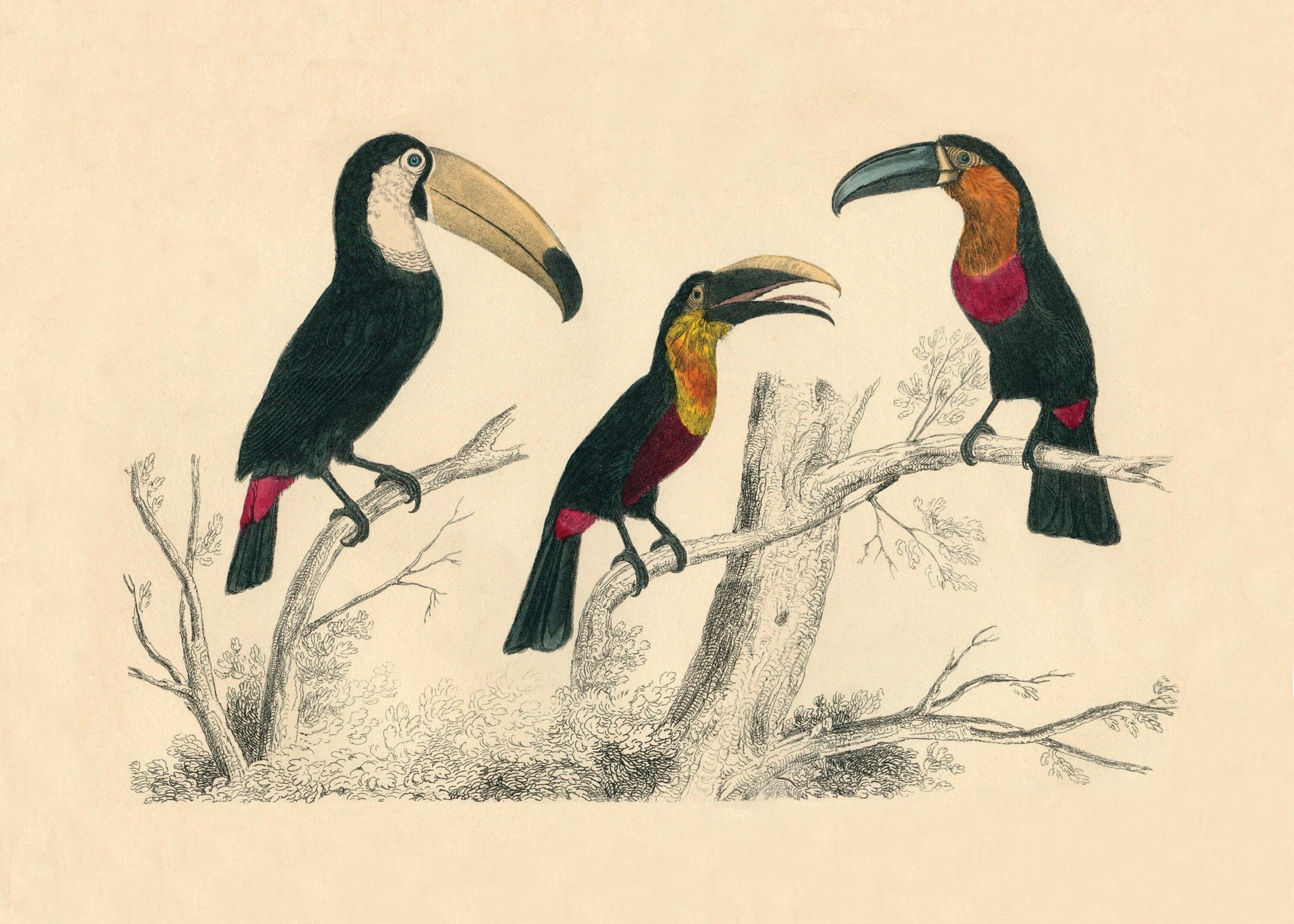 Toucans Print – antique art print from Ninska Designs
