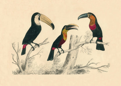 Toucans Print – antique art print from Ninska Designs