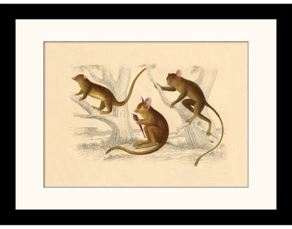 Little Galago, Podje Tarsier & Senegal Galago Print