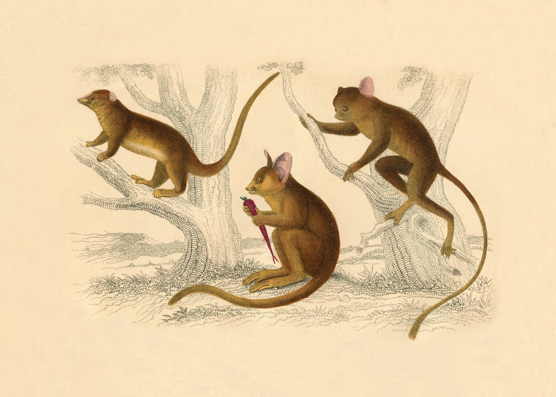Little Galago, Podje Tarsier & Senegal Galago Print – antique art print from Ninska Designs