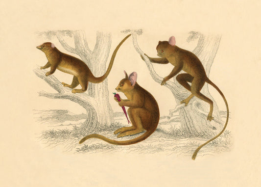 Little Galago, Podje Tarsier & Senegal Galago Print – antique art print from Ninska Designs