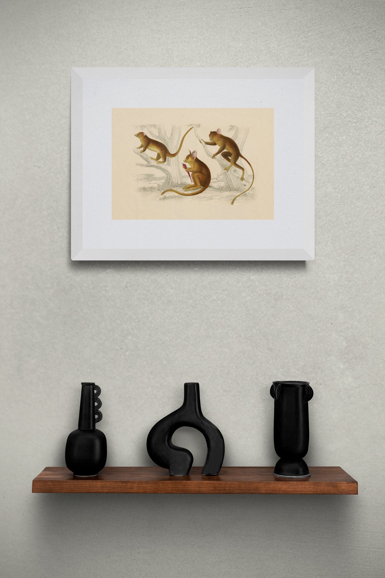 Little Galago, Podje Tarsier & Senegal Galago Print