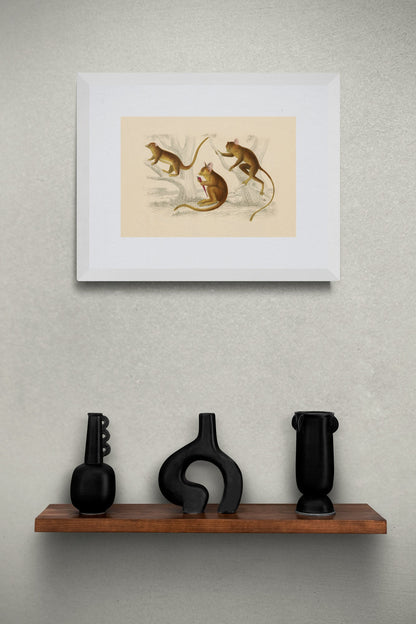 Little Galago, Podje Tarsier & Senegal Galago Print