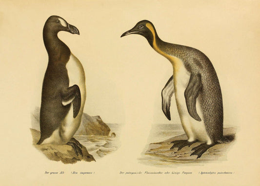 Great Auk and King Penguin Print – antique art print from Ninska Designs