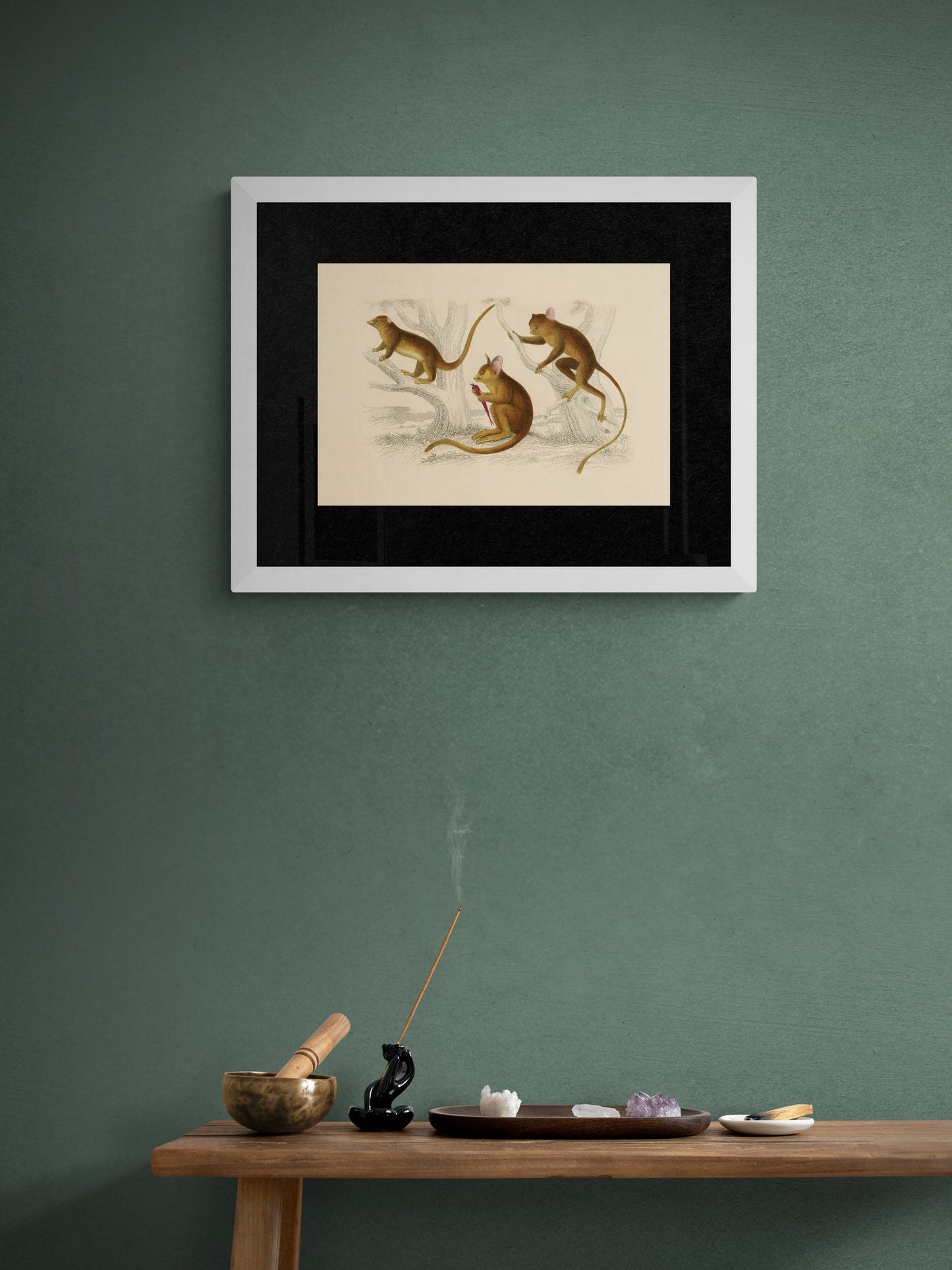 Little Galago, Podje Tarsier & Senegal Galago Print