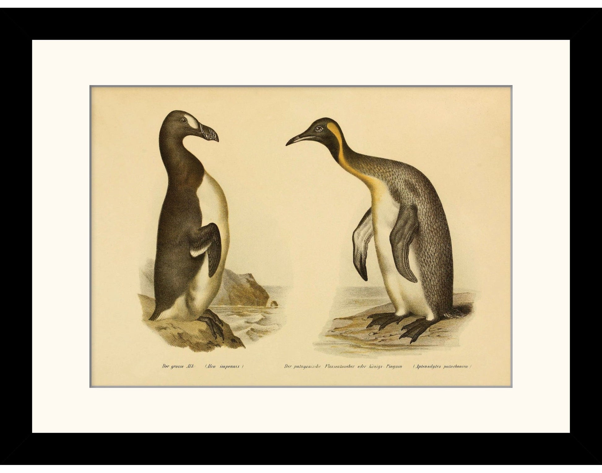 Great Auk and King Penguin Print - Antique Reproduction - Ornithology - Bird Art - Wall Decor - Natural History - Available Framed
