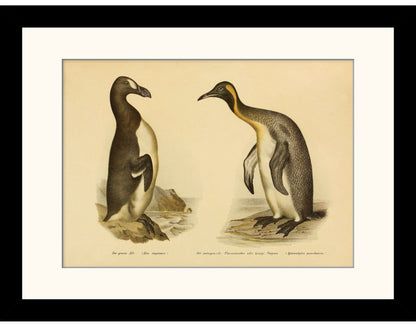 Great Auk and King Penguin Print - Antique Reproduction - Ornithology - Bird Art - Wall Decor - Natural History - Available Framed
