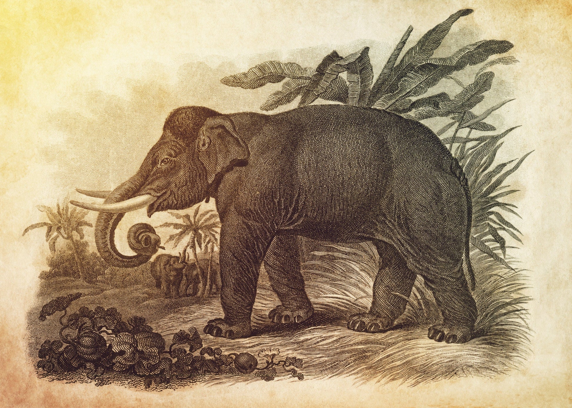 Asiatic Elephant Print – antique art print from Ninska Designs