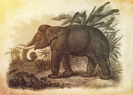 Asiatic Elephant Print – antique art print from Ninska Designs