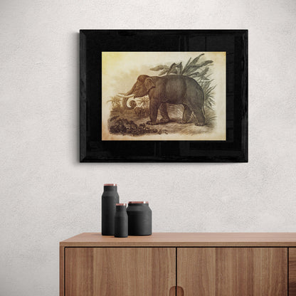 Asiatic Elephant Print