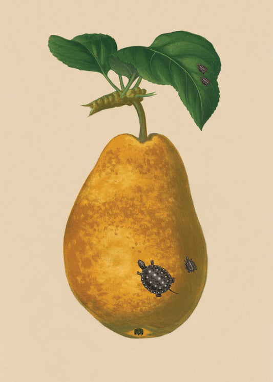 Tortoises on Pear Print – antique art print from Ninska Designs